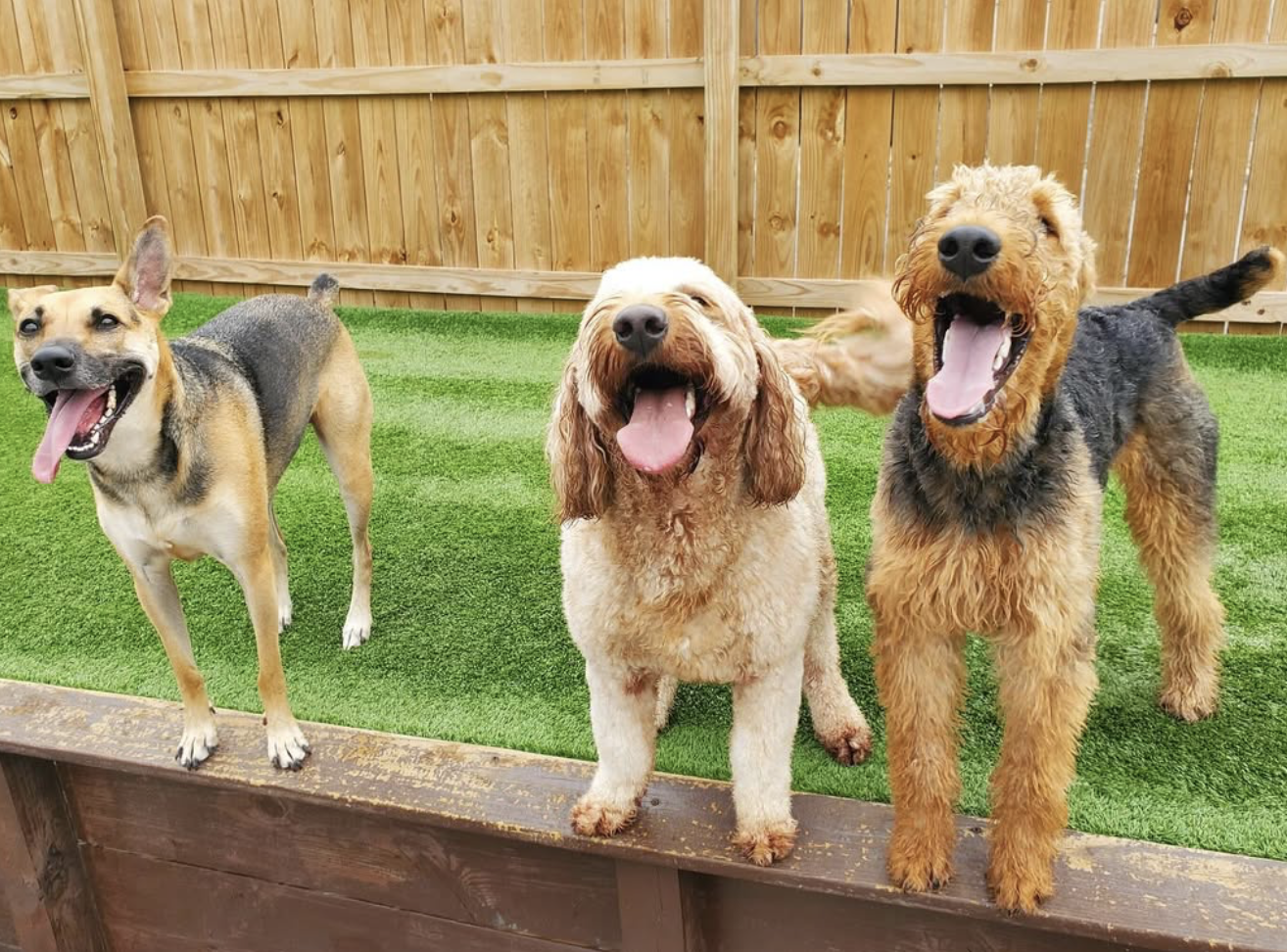 happy dogs at pet boarding and training outside paws mahal